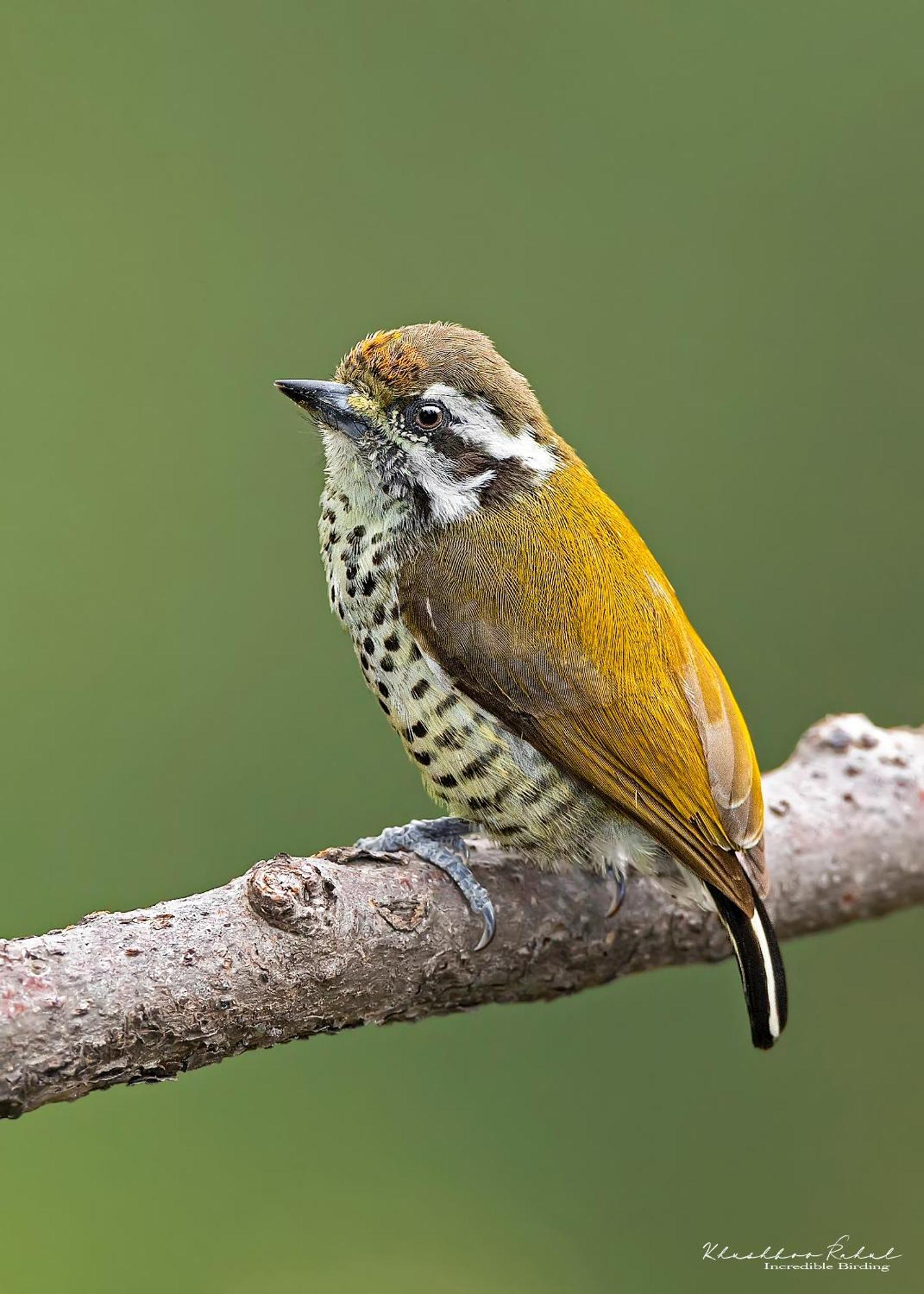 Incredible Birding Camp Διαμέρισμα Bhīm Tāl Εξωτερικό φωτογραφία