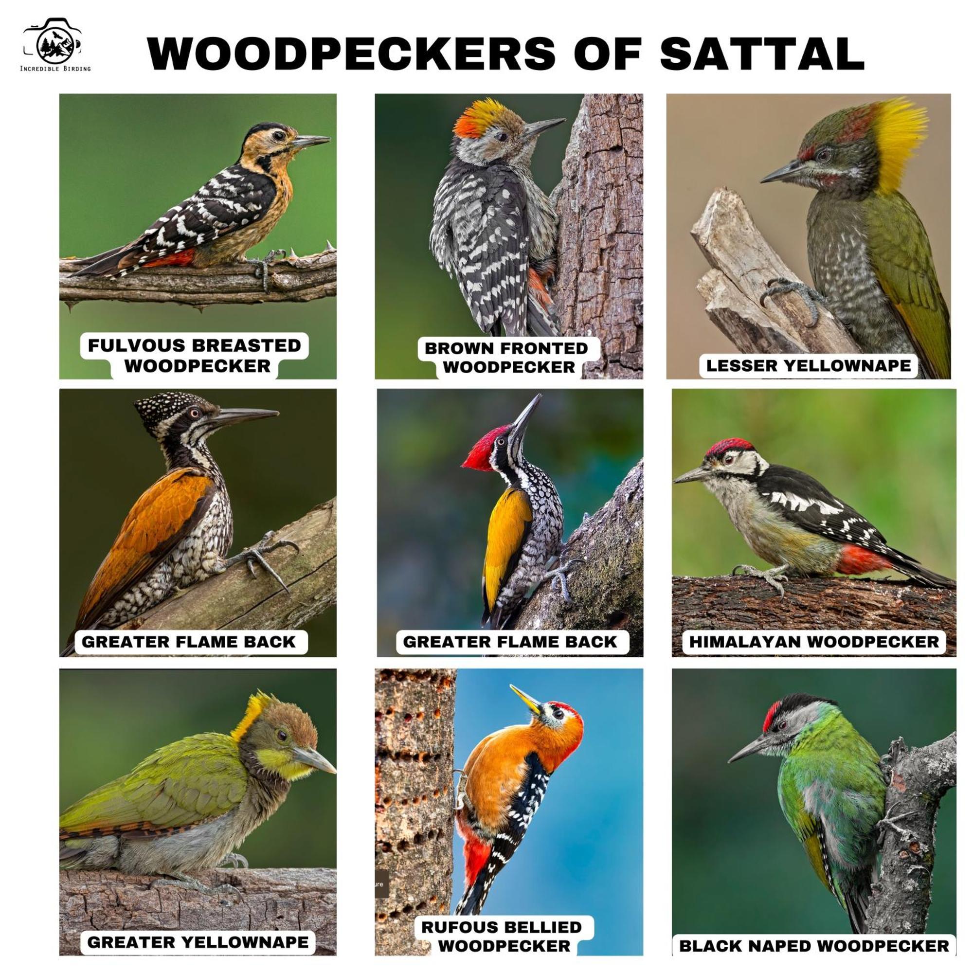 Incredible Birding Camp Διαμέρισμα Bhīm Tāl Εξωτερικό φωτογραφία